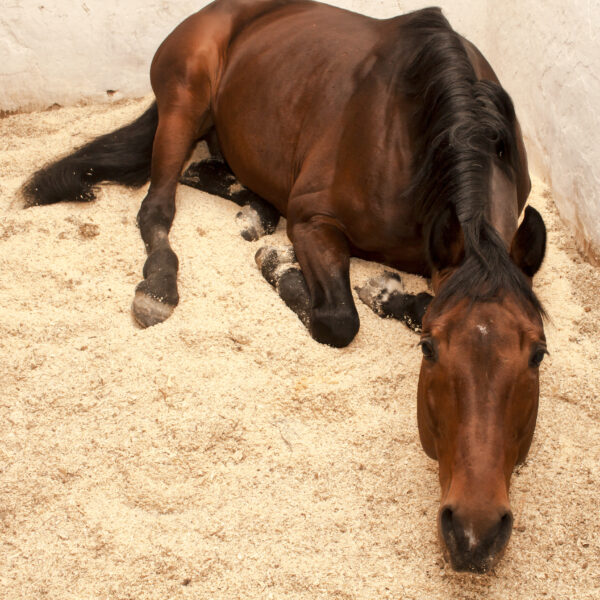 cavalo na maravalha